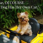 Like, Of COURSE My Dog Has Her Own Car. How Do You Pamper Your Pet?