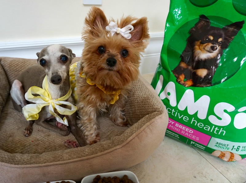 IAMS Proactive Health Toy Breeds How Do You Pamper Your Pet?